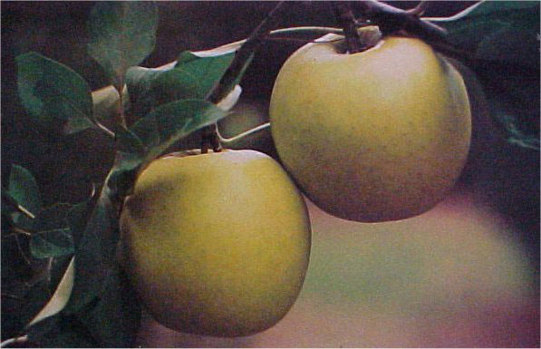     Manzanos Precoces :  2ª quincena de julio : Manzanos Dorsett Golden - Manzanos Anna -      Manzanos de Estación Media :  1ª quincena de agosto : Manzanos Princesa - Manzanos Gala - Manzanos Gala Red Spot -  2ª quincena de agosto : Manzanos Galaxy - Manzanos Mondial Gala - Manzanos Primicia - Manzanos Top Red -  1ª quincena de septiembre : Manzanos Early Red One - Manzanos Red Chief - Manzanos Golden - Manzanos Doriane - Manzanos Ariane -  2ª quincena de septiembre : Manzanos Reineta Canada - Manzanos Granny Smith -      Manzanos Tardíos :  1ª quincena de octubre : Manzanos Esperiega - Manzanos Fuji - Manzanos Verde Doncella - Manzanos Verline -